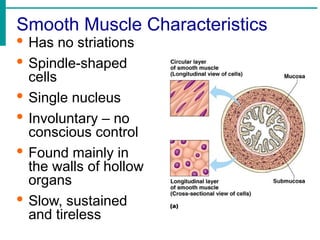 Smooth Muscle Characteristics
· Has no striations
· Spindle-shaped
cells
· Single nucleus
· Involuntary – no
conscious control
· Found mainly in
the walls of hollow
organs
· Slow, sustained
and tireless
 
