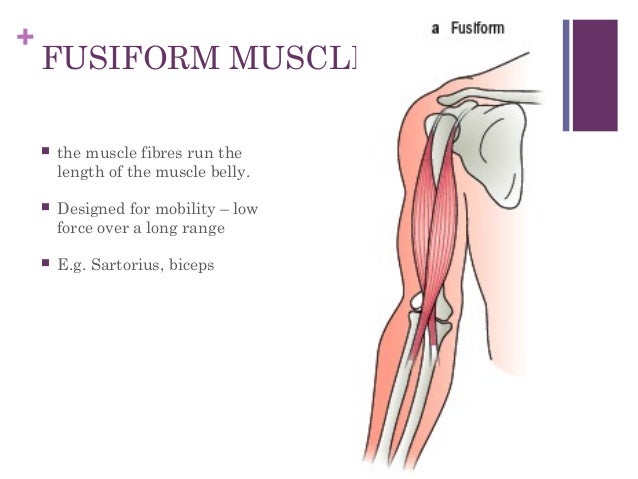 Muscular system 1