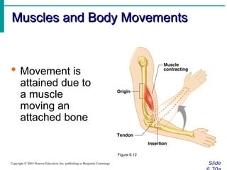 Movement In Muscular System MUSCULAR SYSTEM (1) MUSCULAR SYSTEM (1.ppt