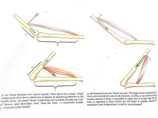 F Rence Muscles MUSCULAR SYSTEM (1) MUSCULAR SYSTEM (1.ppt
