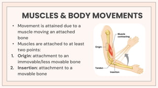 Musle Motion MUSCULAR SYSTEM human anatomy with patho | PDF