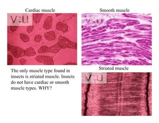 MUSCULAR_SYSTEM of insects and it's structure pptx | PPTX