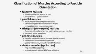 Triangular Parallel Muscle Comprehensive Overview of the Human Muscular System: Structure ...