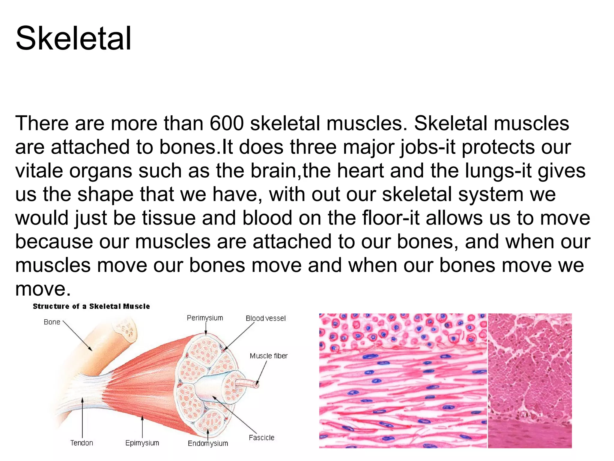 Skeletal There are more than 600 skeletal muscles. Skeletal muscles are attached to bones.It does three major jobs-it protects our vitale organs such as the brain,the heart and the lungs-it gives us the shape that we have, with out our skeletal system we would just be tissue and blood on the floor-it allows us to move because our muscles are attached to our bones, and when our muscles move our bones move and when our bones move we move.     
