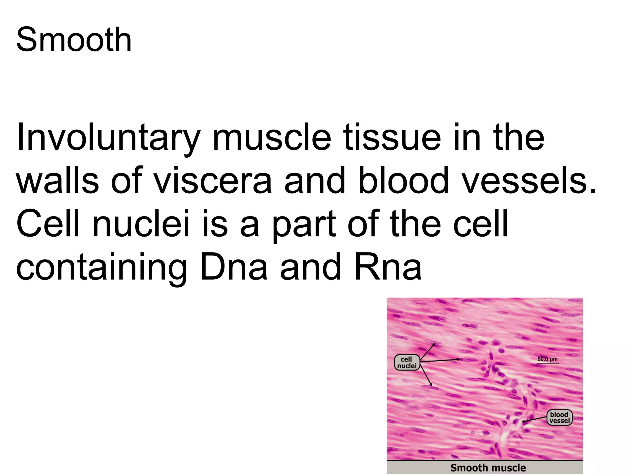 Smooth  Involuntary muscle tissue in the walls of viscera and blood vessels.  Cell nuclei is a part of the cell containing Dna and Rna 