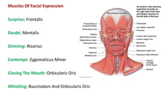 Structure Involved In Smiling Muscular system | PPTX