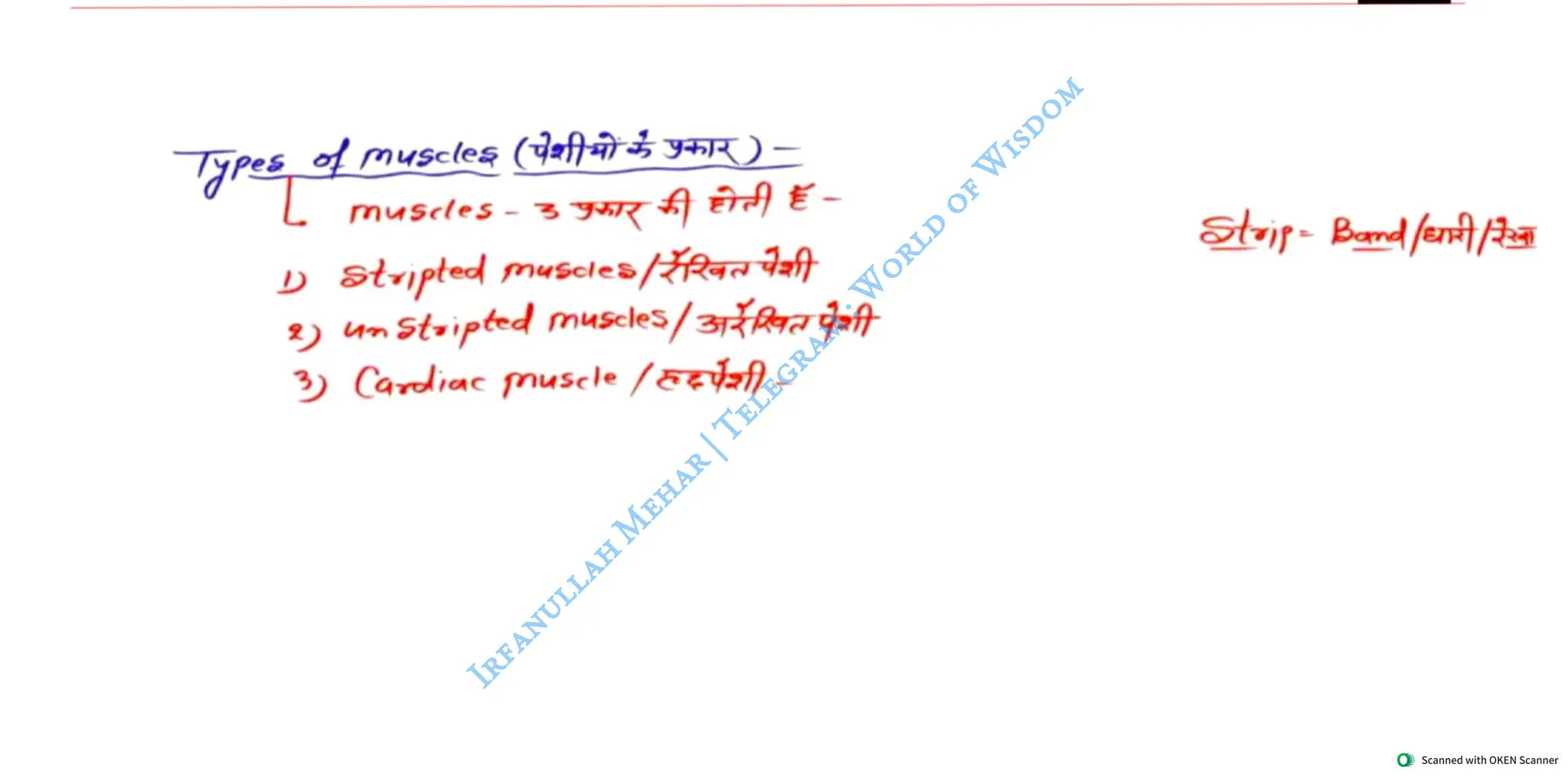 Muscular System 2025 Batch - Irfanullah Mehar -- World of Wisdom.pdf