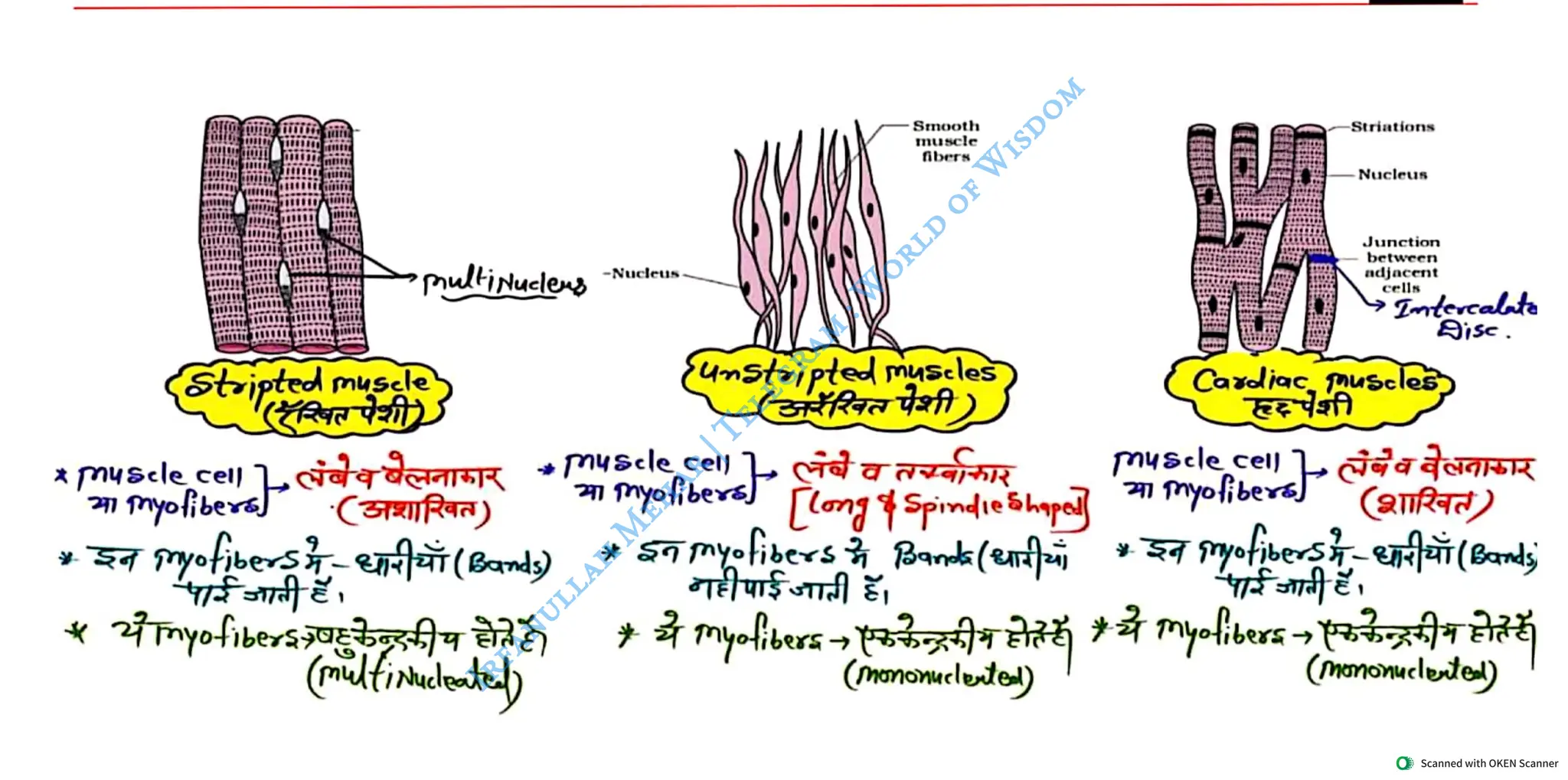 Muscular System 2025 Batch - Irfanullah Mehar -- World of Wisdom.pdf