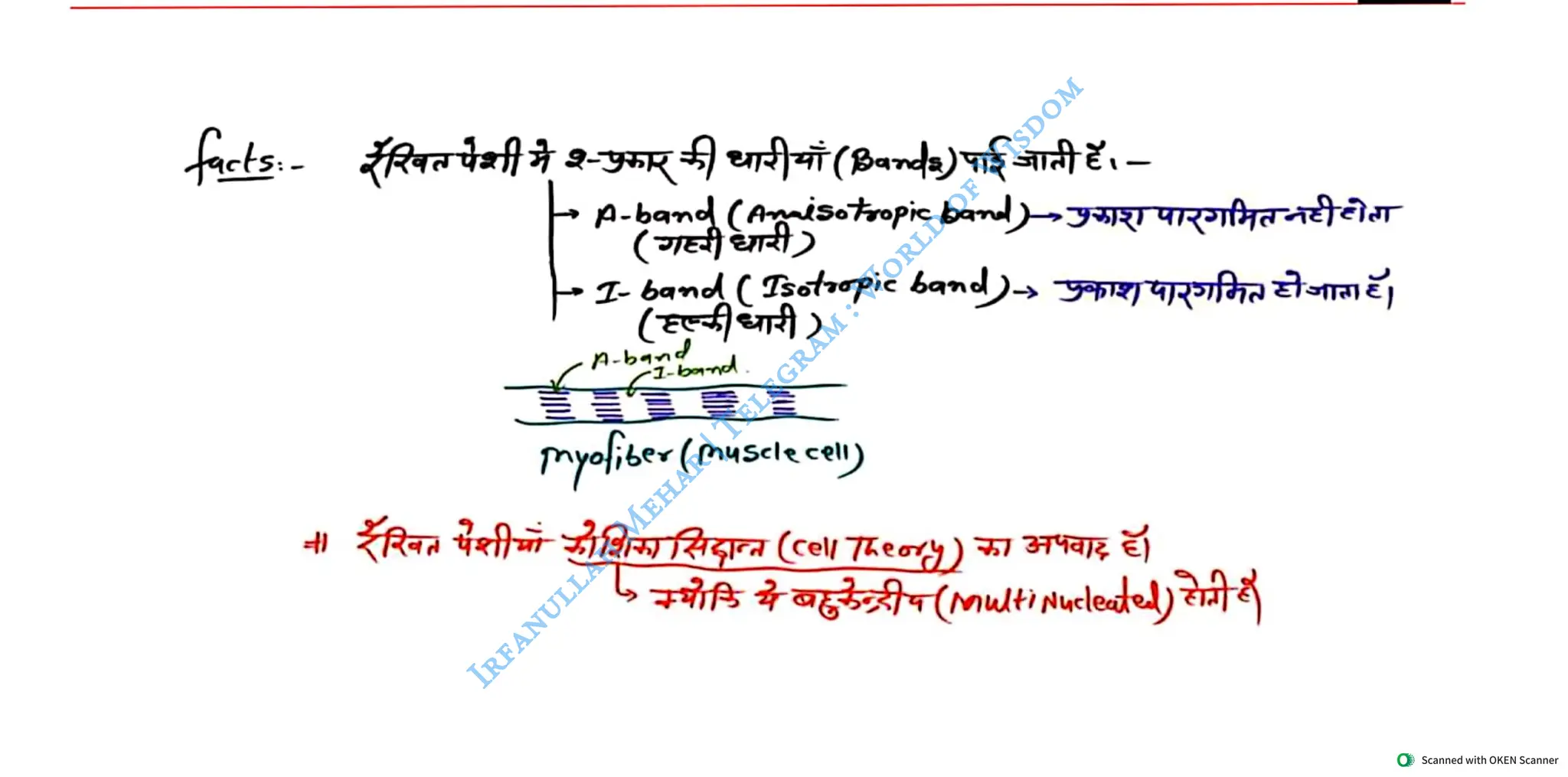 Muscular System 2025 Batch - Irfanullah Mehar -- World of Wisdom.pdf