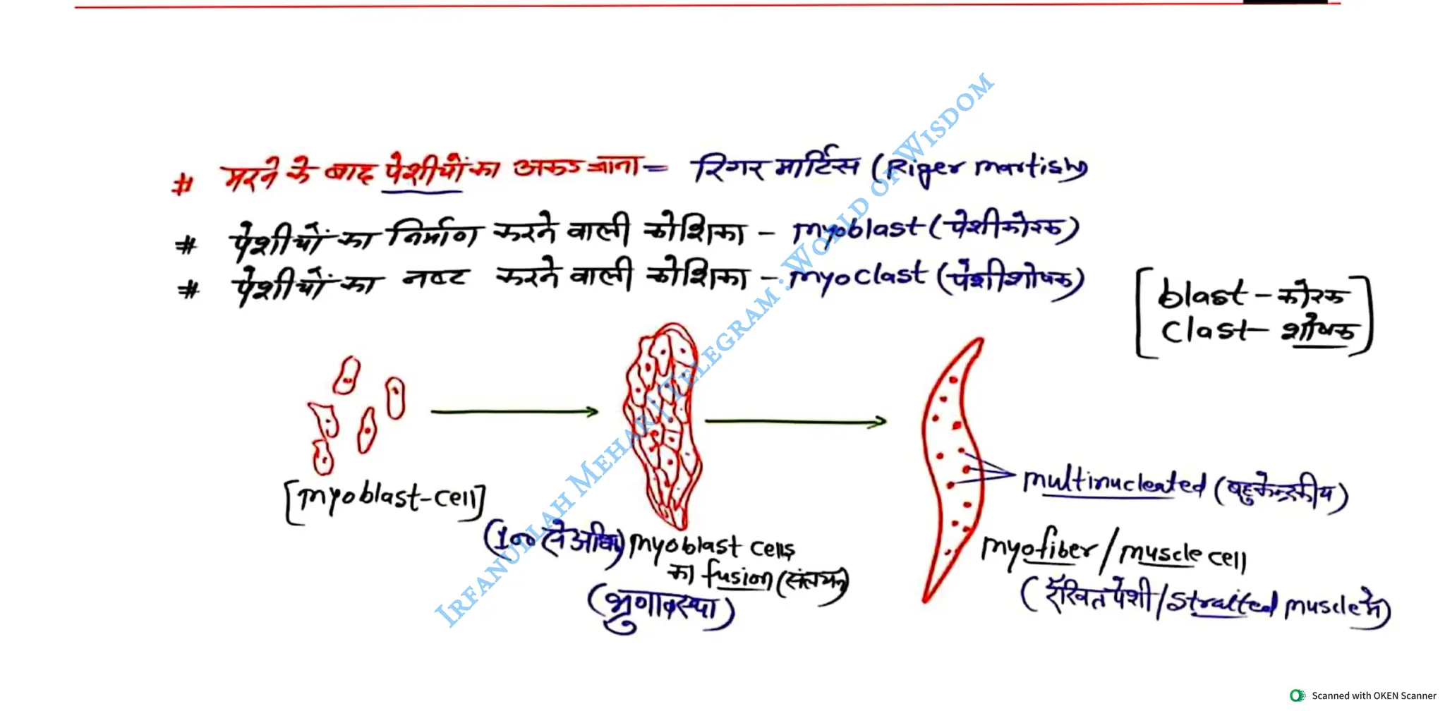 Muscular System 2025 Batch - Irfanullah Mehar -- World of Wisdom.pdf