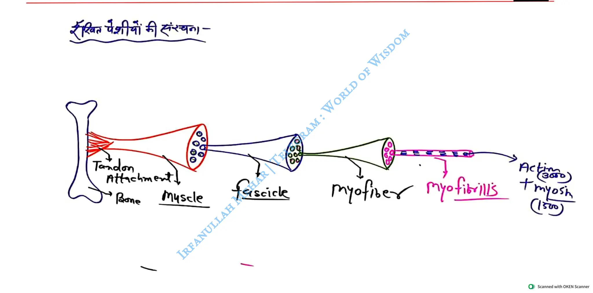 Muscular System 2025 Batch - Irfanullah Mehar -- World of Wisdom.pdf
