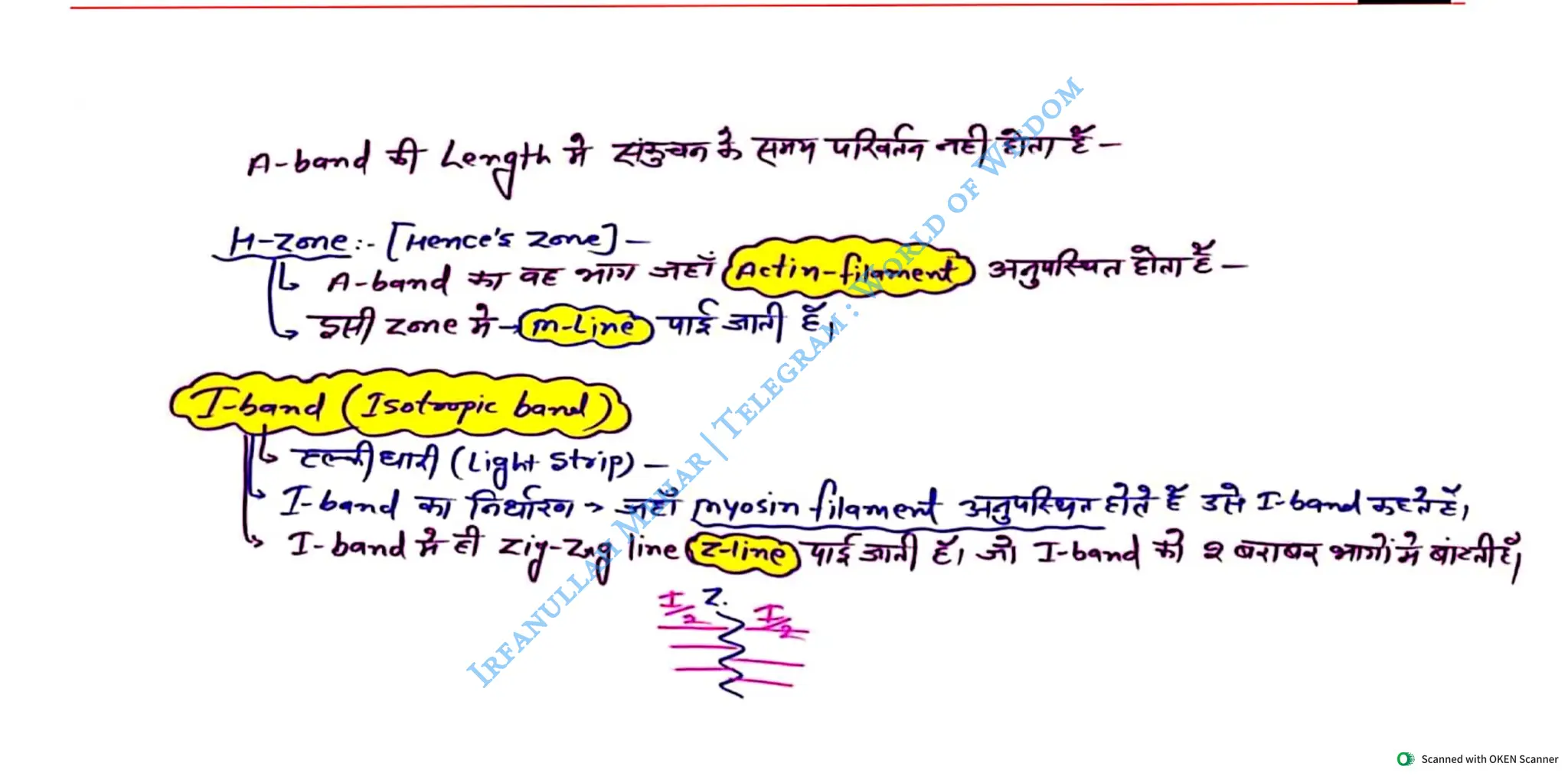 Muscular System 2025 Batch - Irfanullah Mehar -- World of Wisdom.pdf