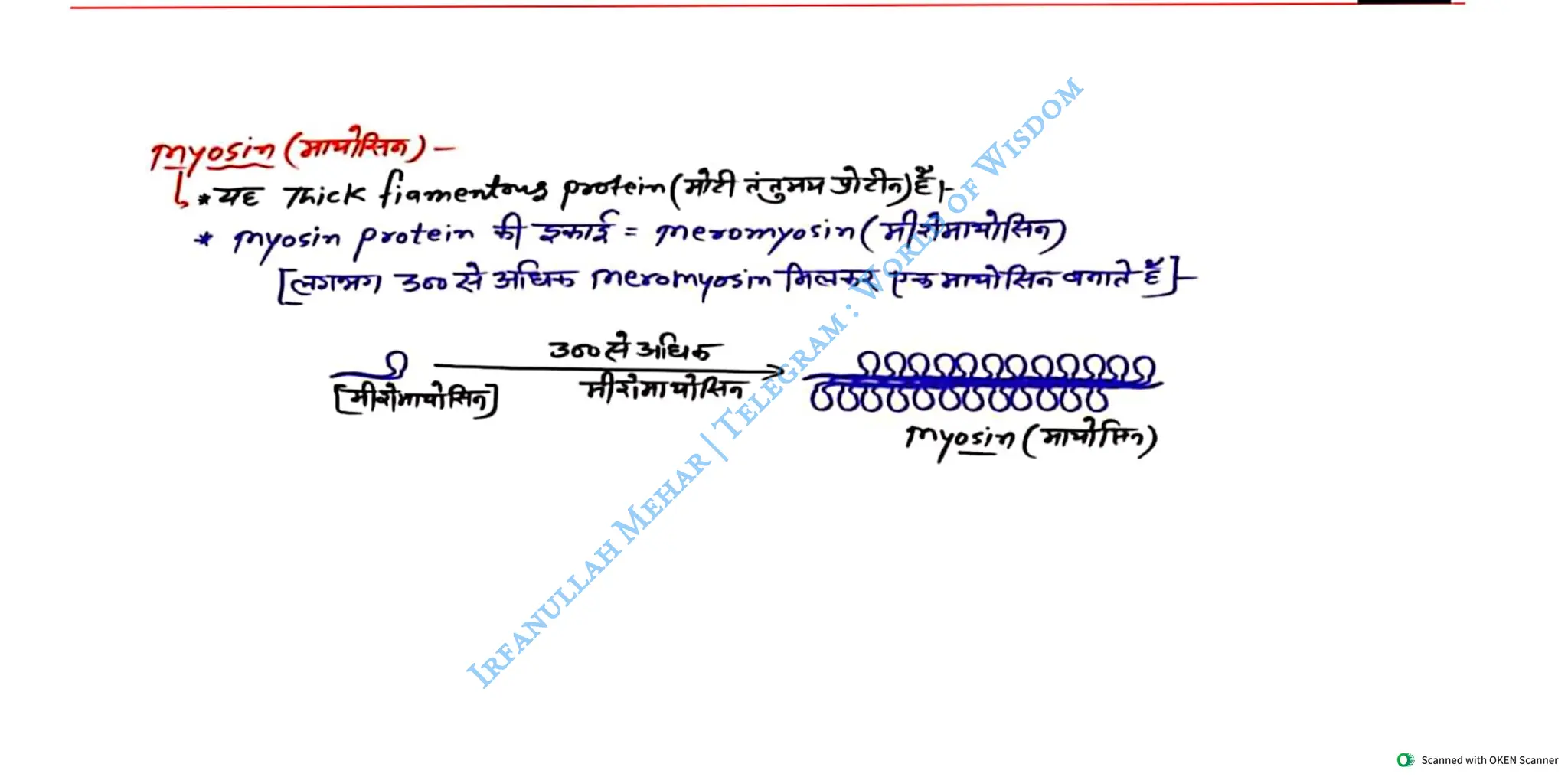 Muscular System 2025 Batch - Irfanullah Mehar -- World of Wisdom.pdf