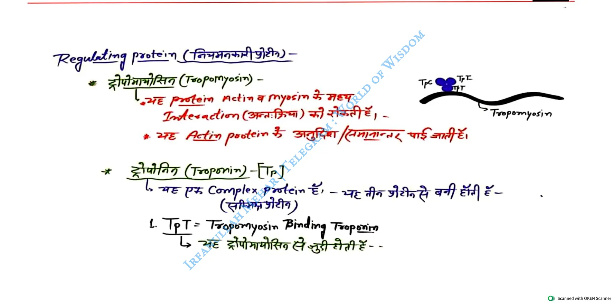 Muscular System 2025 Batch - Irfanullah Mehar -- World of Wisdom.pdf