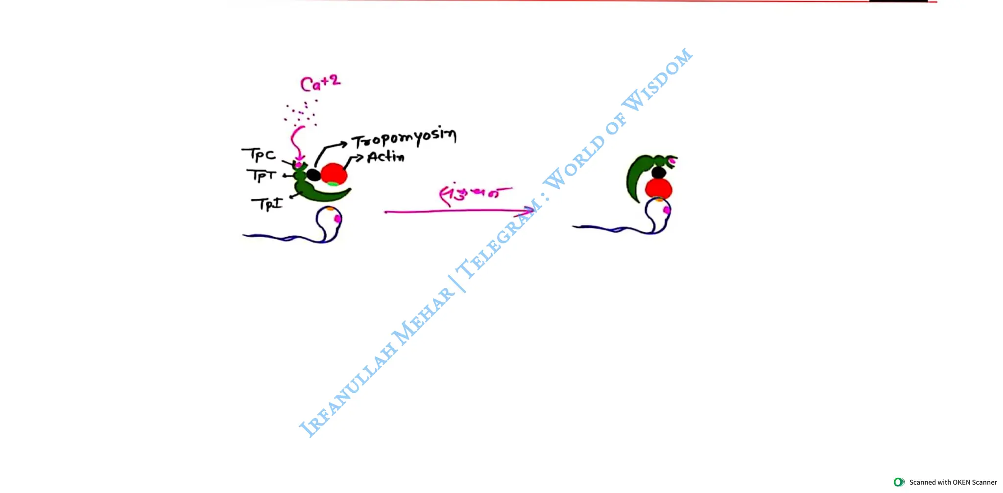 Muscular System 2025 Batch - Irfanullah Mehar -- World of Wisdom.pdf