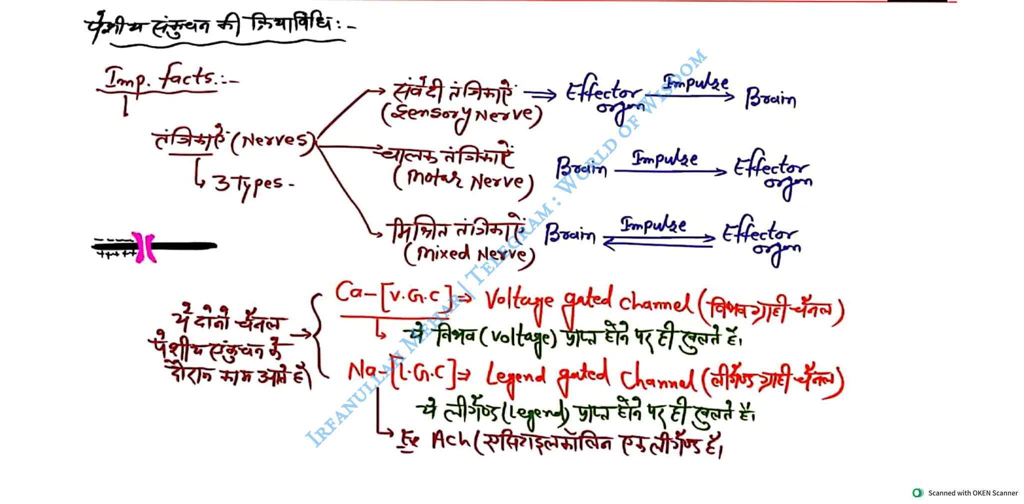 Muscular System 2025 Batch - Irfanullah Mehar -- World of Wisdom.pdf
