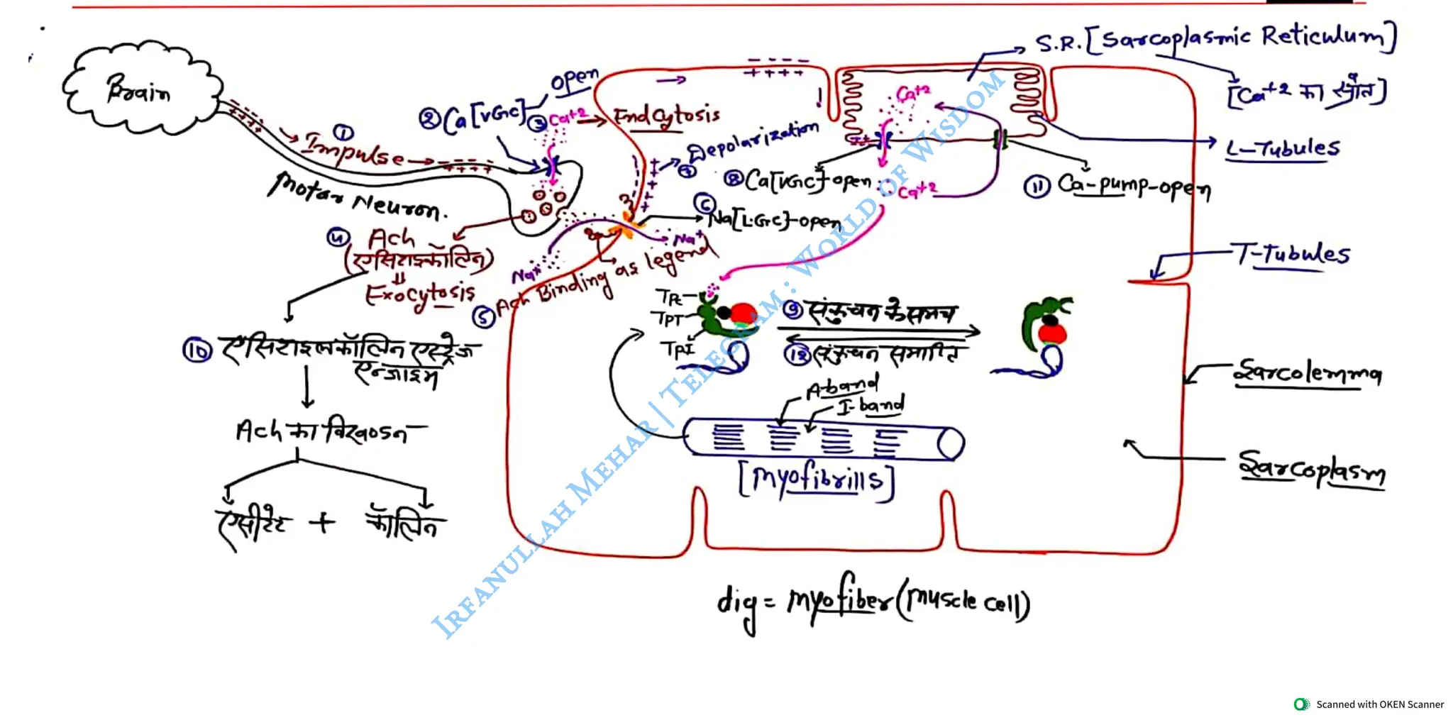 Muscular System 2025 Batch - Irfanullah Mehar -- World of Wisdom.pdf