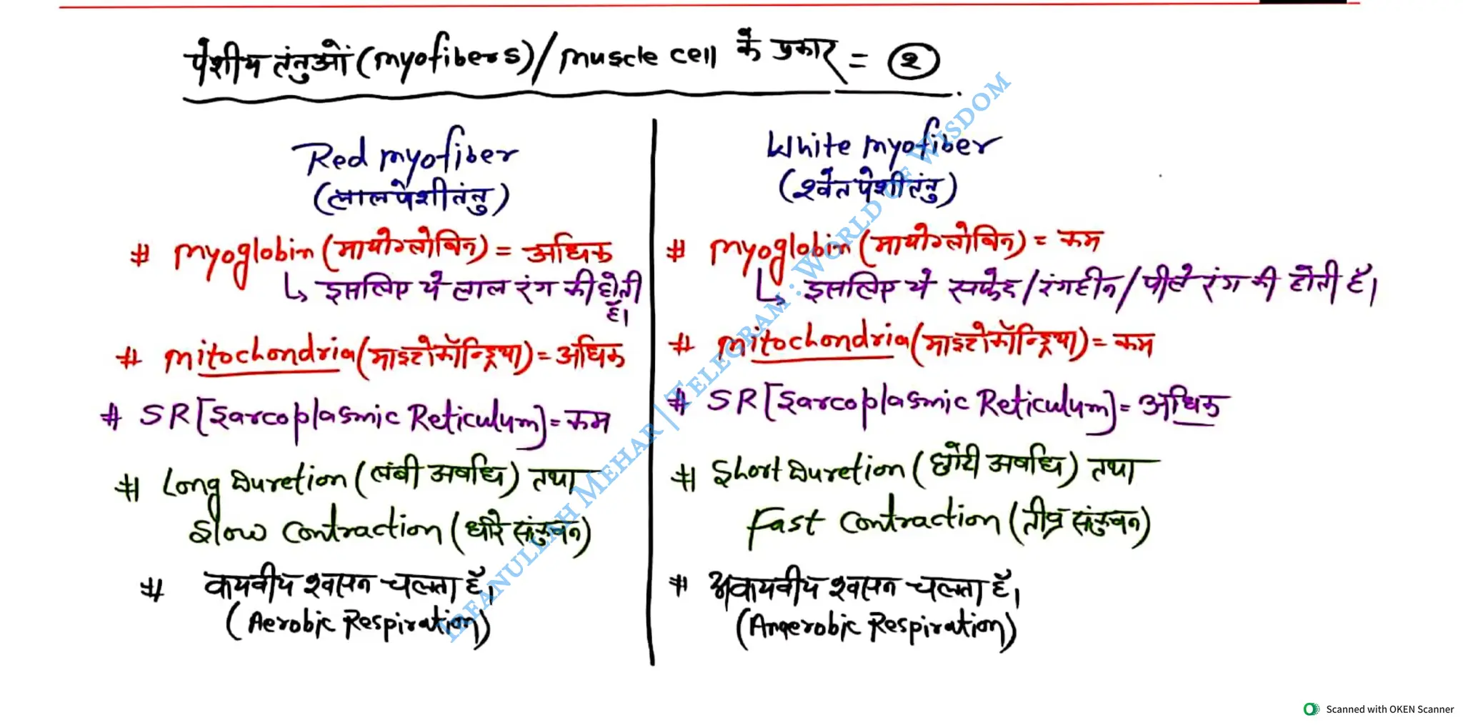Muscular System 2025 Batch - Irfanullah Mehar -- World of Wisdom.pdf