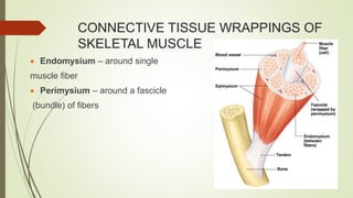 CONNECTIVE TISSUE WRAPPINGS OF
SKELETAL MUSCLE
 Endomysium – around single
muscle fiber
 Perimysium – around a fascicle
(bundle) of fibers
 