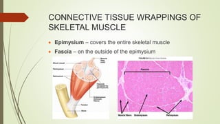 CONNECTIVE TISSUE WRAPPINGS OF
SKELETAL MUSCLE
 Epimysium – covers the entire skeletal muscle
 Fascia – on the outside of the epimysium
 