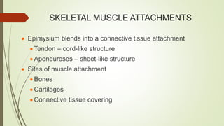 SKELETAL MUSCLE ATTACHMENTS
 Epimysium blends into a connective tissue attachment
 Tendon – cord-like structure
 Aponeuroses – sheet-like structure
 Sites of muscle attachment
 Bones
 Cartilages
 Connective tissue covering
 