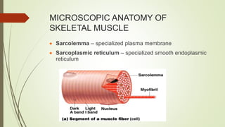 MICROSCOPIC ANATOMY OF
SKELETAL MUSCLE
 Sarcolemma – specialized plasma membrane
 Sarcoplasmic reticulum – specialized smooth endoplasmic
reticulum
 