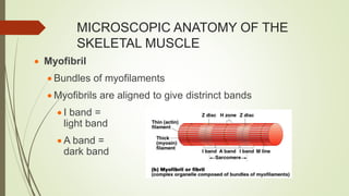MICROSCOPIC ANATOMY OF THE
SKELETAL MUSCLE
 Myofibril
 Bundles of myofilaments
 Myofibrils are aligned to give distrinct bands
 I band =
light band
 A band =
dark band
 