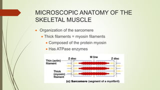 MICROSCOPIC ANATOMY OF THE
SKELETAL MUSCLE
 Organization of the sarcomere
 Thick filaments = myosin filaments
 Composed of the protein myosin
 Has ATPase enzymes
 