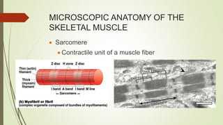 MICROSCOPIC ANATOMY OF THE
SKELETAL MUSCLE
 Sarcomere
 Contractile unit of a muscle fiber
 