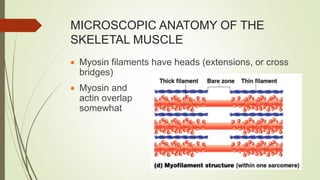 MICROSCOPIC ANATOMY OF THE
SKELETAL MUSCLE
 Myosin filaments have heads (extensions, or cross
bridges)
 Myosin and
actin overlap
somewhat
 