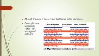  At rest, there is a bare zone that lacks actin filaments
 Sarcoplasmic
reticulum
(SR) – for
storage of
calcium
 
