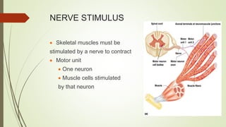 NERVE STIMULUS
 Skeletal muscles must be
stimulated by a nerve to contract
 Motor unit
 One neuron
 Muscle cells stimulated
by that neuron
 