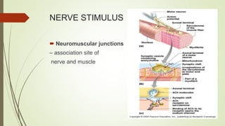 NERVE STIMULUS
 Neuromuscular junctions
– association site of
nerve and muscle
 