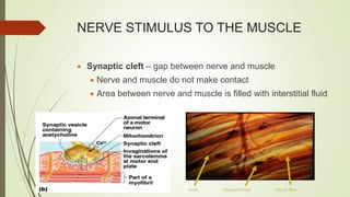 NERVE STIMULUS TO THE MUSCLE
 Synaptic cleft – gap between nerve and muscle
 Nerve and muscle do not make contact
 Area between nerve and muscle is filled with interstitial fluid
 