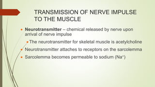 TRANSMISSION OF NERVE IMPULSE
TO THE MUSCLE
 Neurotransmitter – chemical released by nerve upon
arrival of nerve impulse
 The neurotransmitter for skeletal muscle is acetylcholine
 Neurotransmitter attaches to receptors on the sarcolemma
 Sarcolemma becomes permeable to sodium (Na+)
 