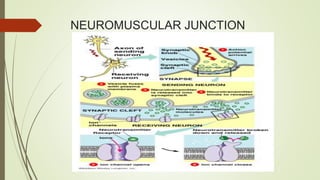 NEUROMUSCULAR JUNCTION
 