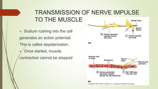 TRANSMISSION OF NERVE IMPULSE
TO THE MUSCLE
 Sodium rushing into the cell
generates an action potential.
This is called depolarization.
 Once started, muscle
contraction cannot be stopped
 