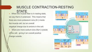 MUSCLE CONTRACTION-RESTING
STATE
 When the muscle fiber is in resting state,
we say that is it polarized. This means that
there are more potassium ions (K+) inside
the muscle cell, but an overall
negative charge due to anions in the cell.
 There are more sodium ions (Na+) outside
of the cell, giving it an overall positive
charge outside.
 