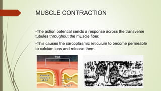 MUSCLE CONTRACTION
-The action potential sends a response across the transverse
tubules throughout the muscle fiber.
-This causes the sarcoplasmic reticulum to become permeable
to calcium ions and release them.
 