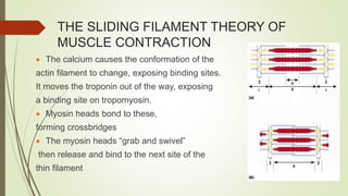 THE SLIDING FILAMENT THEORY OF
MUSCLE CONTRACTION
 The calcium causes the conformation of the
actin filament to change, exposing binding sites.
It moves the troponin out of the way, exposing
a binding site on tropomyosin.
 Myosin heads bond to these,
forming crossbridges
 The myosin heads “grab and swivel”
then release and bind to the next site of the
thin filament
 