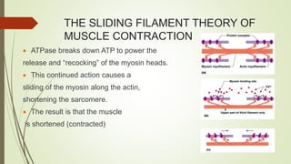 THE SLIDING FILAMENT THEORY OF
MUSCLE CONTRACTION
 ATPase breaks down ATP to power the
release and “recocking” of the myosin heads.
 This continued action causes a
sliding of the myosin along the actin,
shortening the sarcomere.
 The result is that the muscle
is shortened (contracted)
 