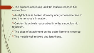 The process continues until the muscle reaches full
contraction.
Acetylcholine is broken down by acetylcholinesterase to
stop the nervous stimulation.
Calcium is actively reabsorbed into the sarcoplasmic
reticulum.
The sites of attachment on the actin filaments close up.
The muscle cell relaxes and lengthens.
 