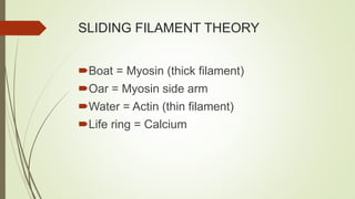 SLIDING FILAMENT THEORY
Boat = Myosin (thick filament)
Oar = Myosin side arm
Water = Actin (thin filament)
Life ring = Calcium
 