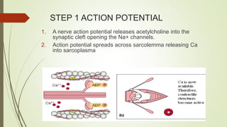 STEP 1 ACTION POTENTIAL
1. A nerve action potential releases acetylcholine into the
synaptic cleft opening the Na+ channels.
2. Action potential spreads across sarcolemma releasing Ca
into sarcoplasma
 