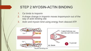 STEP 2 MYOSIN-ACTIN BINDING
1. Ca binds to troponin
2. A shape change in troponin moves tropomyocin out of the
way of actin binding site
3. Actin and myosin bind using energy from cleaved ATP.
 