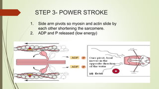 STEP 3- POWER STROKE
1. Side arm pivots so myosin and actin slide by
each other shortening the sarcomere.
2. ADP and P released (low energy)
 