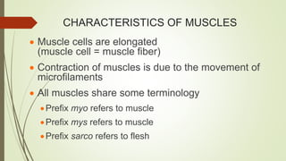 CHARACTERISTICS OF MUSCLES
 Muscle cells are elongated
(muscle cell = muscle fiber)
 Contraction of muscles is due to the movement of
microfilaments
 All muscles share some terminology
Prefix myo refers to muscle
Prefix mys refers to muscle
Prefix sarco refers to flesh
 
