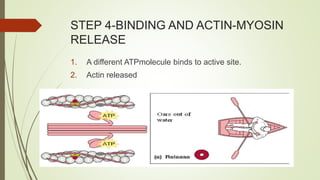 STEP 4-BINDING AND ACTIN-MYOSIN
RELEASE
1. A different ATPmolecule binds to active site.
2. Actin released
 