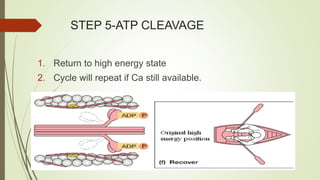 STEP 5-ATP CLEAVAGE
1. Return to high energy state
2. Cycle will repeat if Ca still available.
 