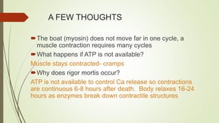 A FEW THOUGHTS
The boat (myosin) does not move far in one cycle, a
muscle contraction requires many cycles
What happens if ATP is not available?
Muscle stays contracted- cramps
Why does rigor mortis occur?
ATP is not available to control Ca release so contractions
are continuous 6-8 hours after death. Body relaxes 16-24
hours as enzymes break down contractile structures
 